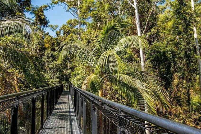 Tamborine Rainforest Skywalk + Hop on Hop off Bus from Brisbane 4