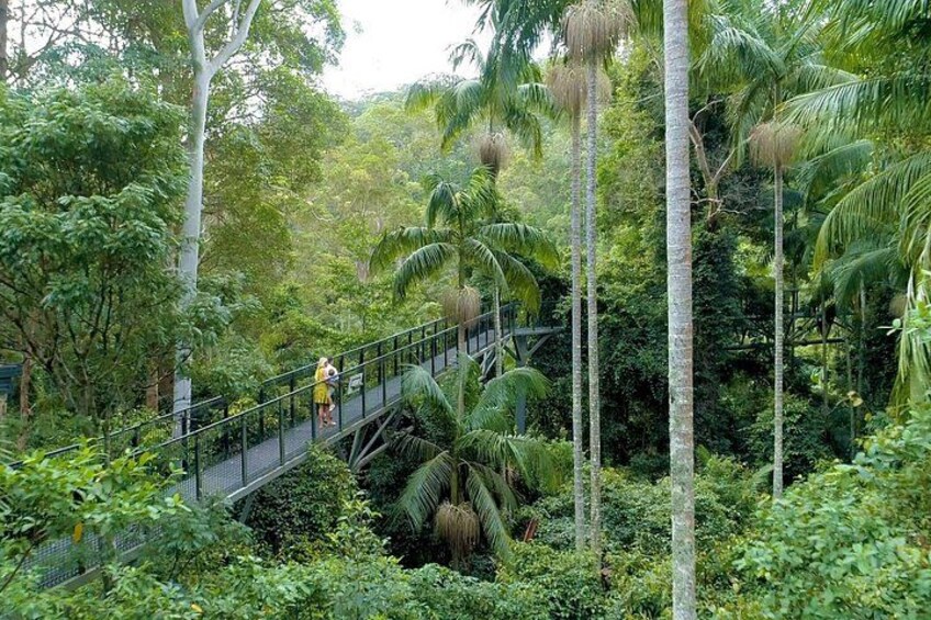 Tamborine Rainforest Skywalk + Hop on Hop off Bus from Brisbane 5