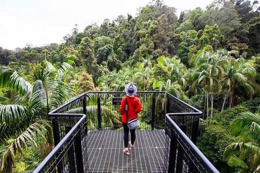 Tamborine Rainforest Skywalk + Hop on Hop off Bus from Brisbane 3