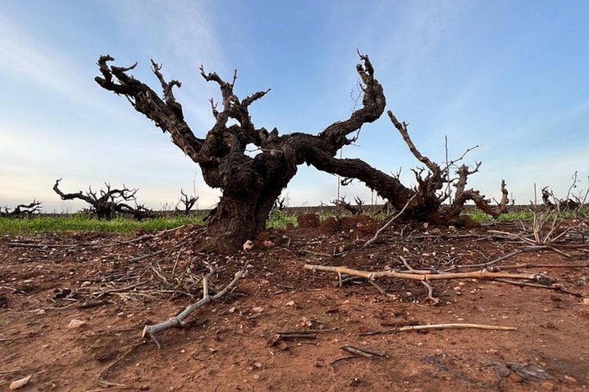 Grenache Vines over 100 years old in the Barossa Valley Tour, here we stop and take great pictures through the Barossa Valley Tour. 5
