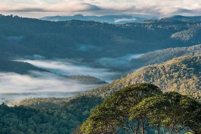 Hop on Hop Off Bus - Tamborine Mountain from Gold Coast 1