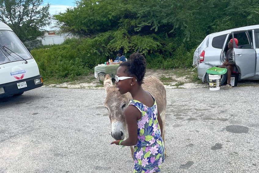 A person in a floral dress interacting with a donkey in a parking lot with vehicles and greenery in the background. 4