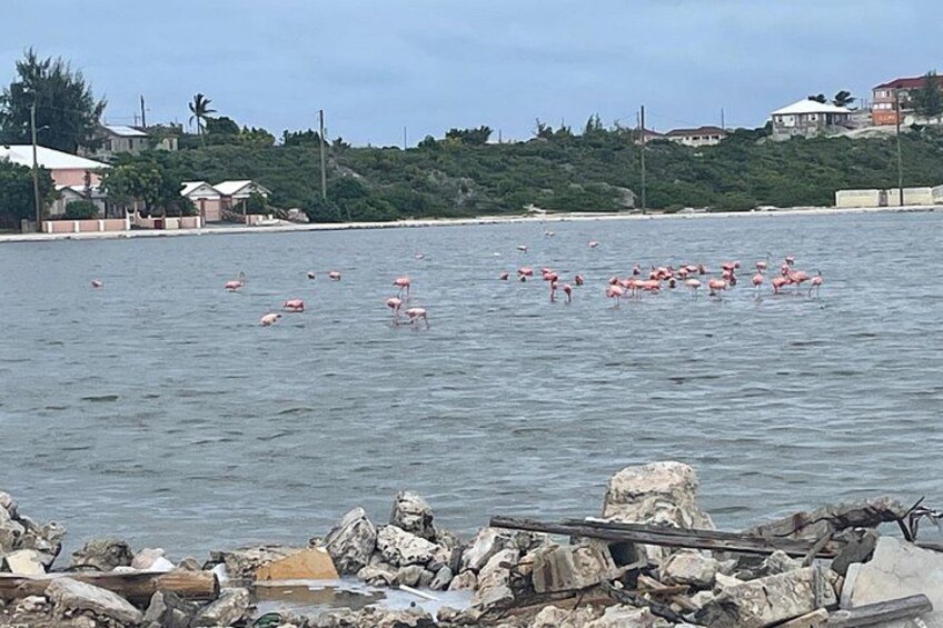 A coastal scene with flamingos in the water, rocks, and houses in the background. 5