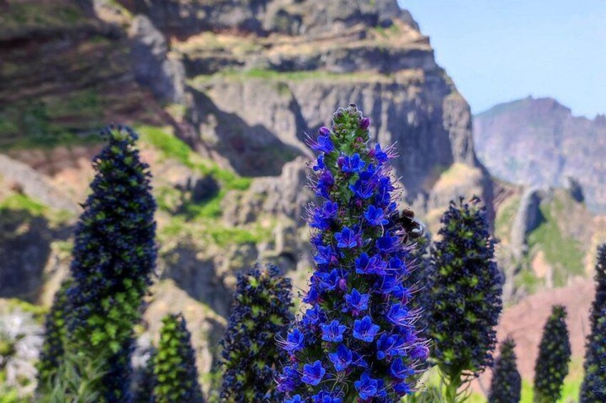 Paisaje de montaña con formaciones rocosas destacadas y un grupo de flores azules en primer plano. 3