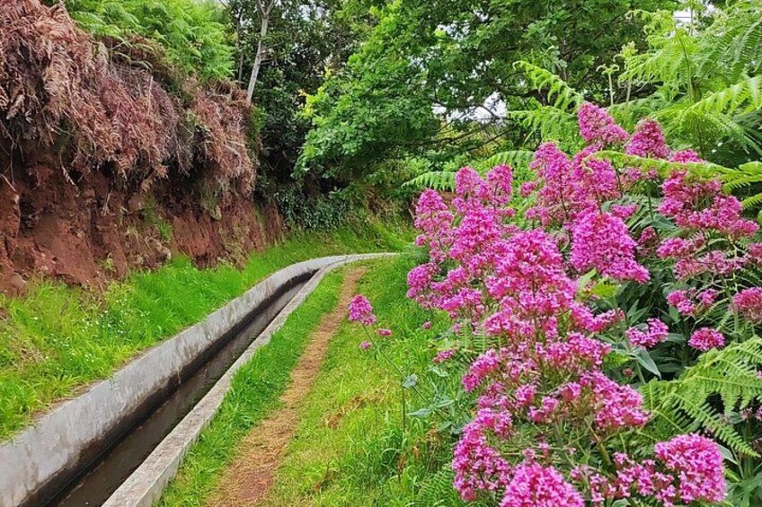 Un canal de drenaje de concreto estrecho, abundante vegetación y plantas florecientes de color rosa intenso. 5
