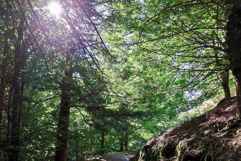 Une forêt dense où la lumière du soleil filtre à travers les arbres. 2