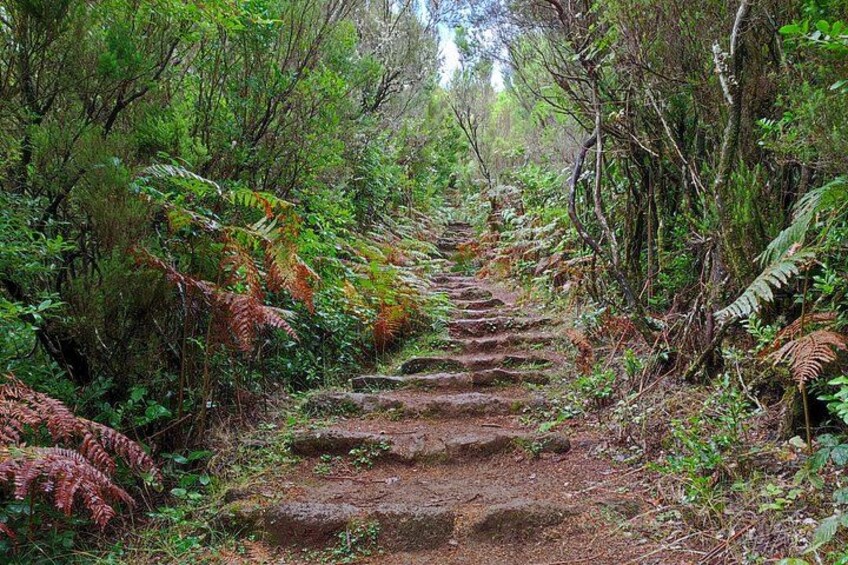 Un sendero boscoso con escalones que suben. 2