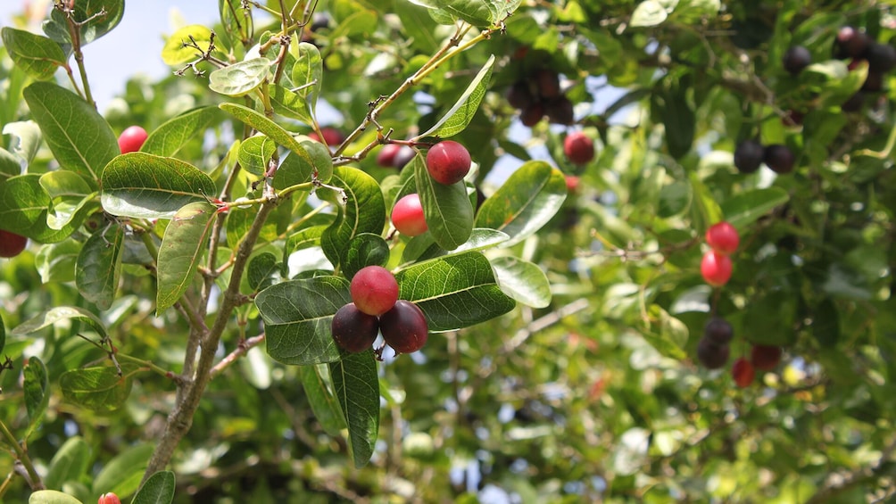 Private Tropical Fruit Farm Tour