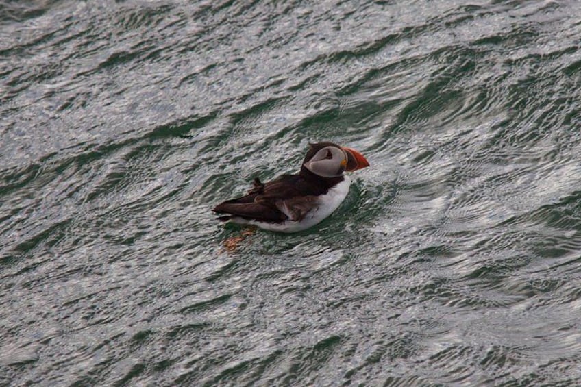 A puffin on a rocky, wavy water surface. 3