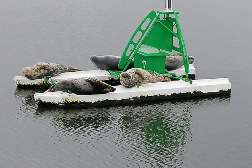 A green floating platform with a ladder and a number 17 sign, surrounded by calm water. 4