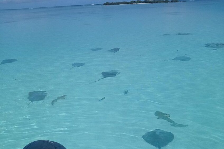 Clear turquoise water, a boat, and several stingrays swimming. 2