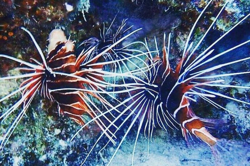 A lionfish with long white spines and a reddish-brown body. 4