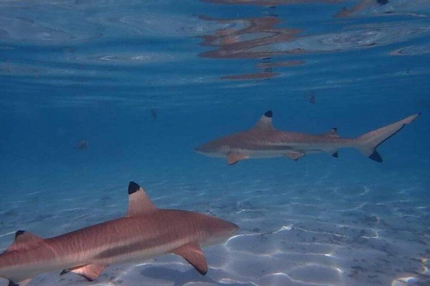 Two sharks swimming underwater. 3