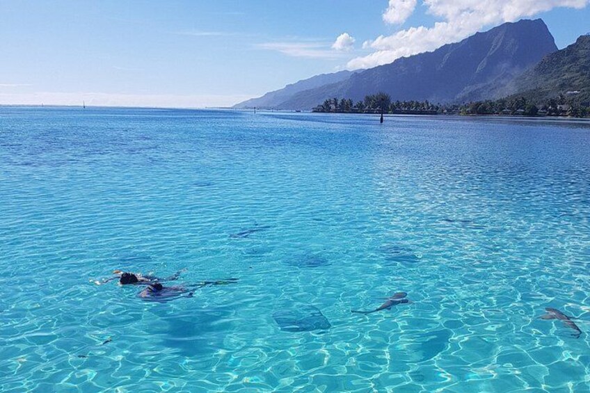 A clear blue sea with a swimmer and a dolphin. 3