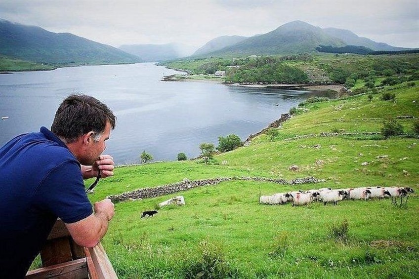 Un hombre fotografiando un lago, con ovejas pastando en la orilla. 1