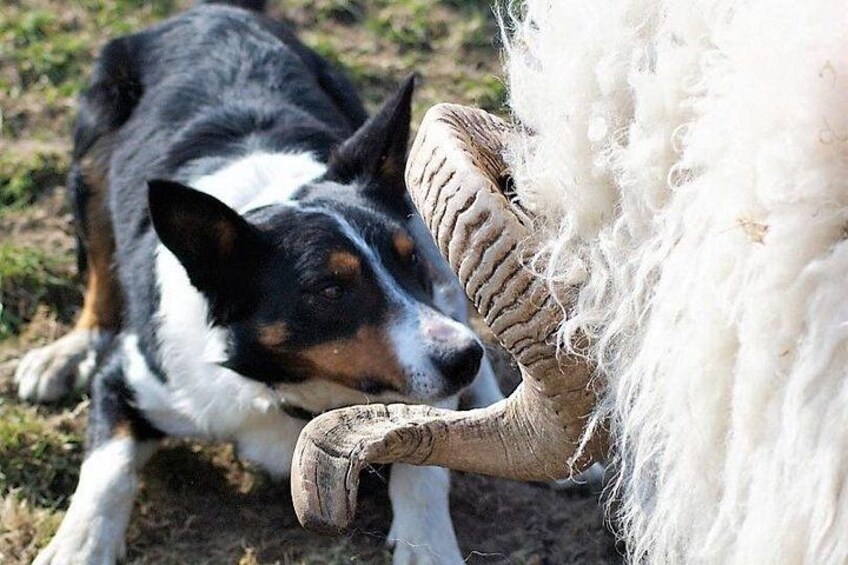 Visit traditional working sheep farm with sheepdog demo. Galway. 2