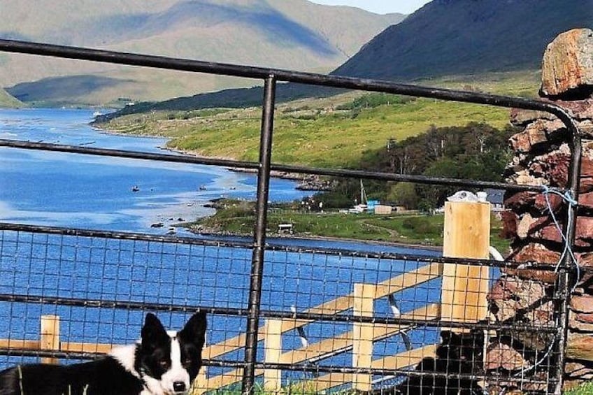 Un perro detrás de una valla con vista a un lago y montañas. 3