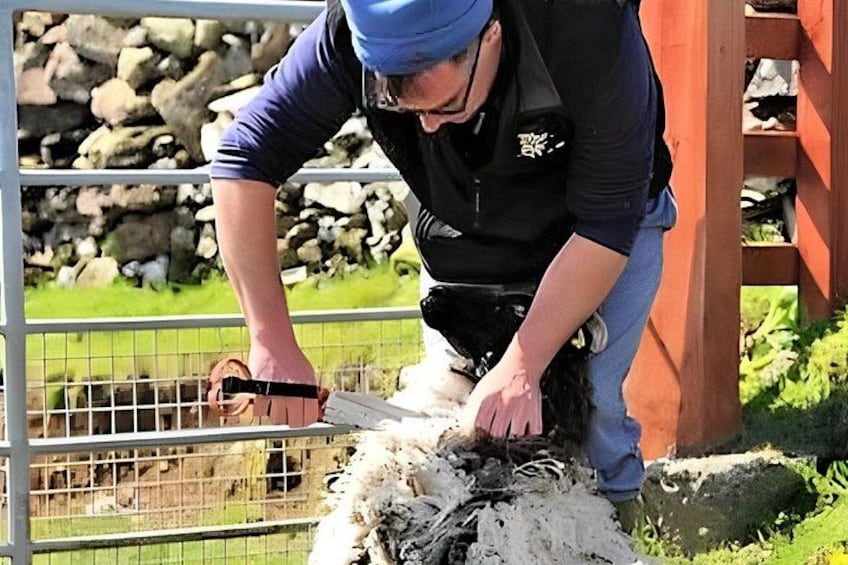 Una persona esquilando una oveja en un entorno al aire libre, con un muro de piedra y una cerca de metal al fondo. 4