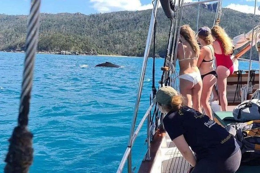 Un bateau rempli de personnes observant une baleine dans l’eau. 1