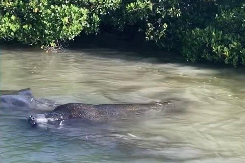 Clear Kayak Guided Eco Tour in North Naples 4