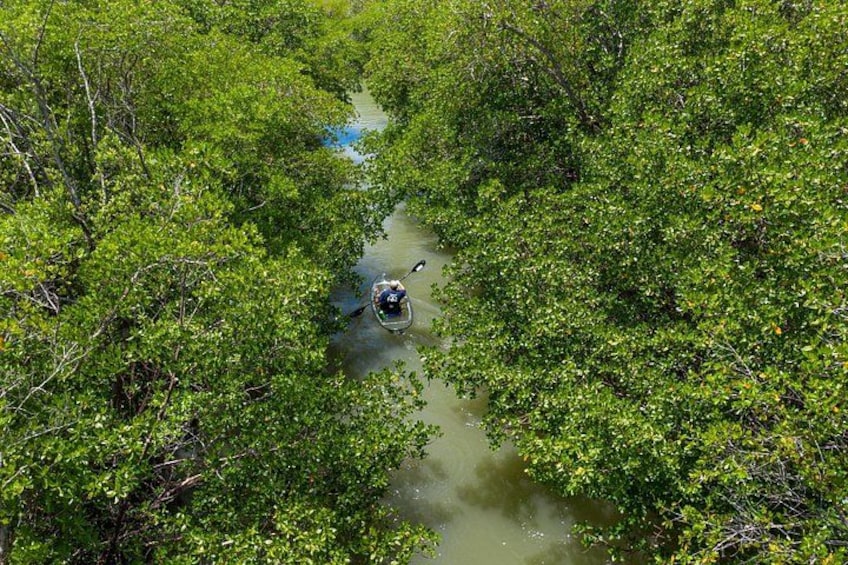Clear Kayak Guided Eco Tour in North Naples 5