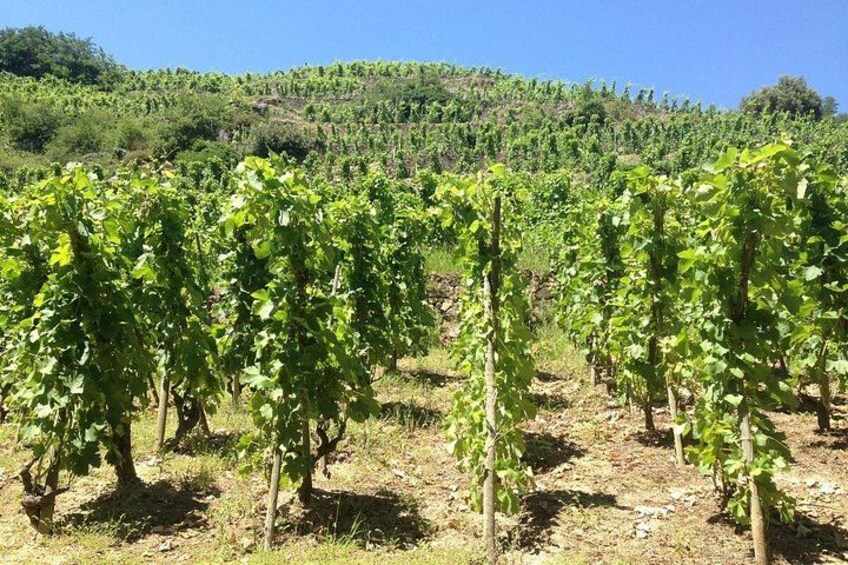Rows of grapevines in a vineyard with a hilly background. 3