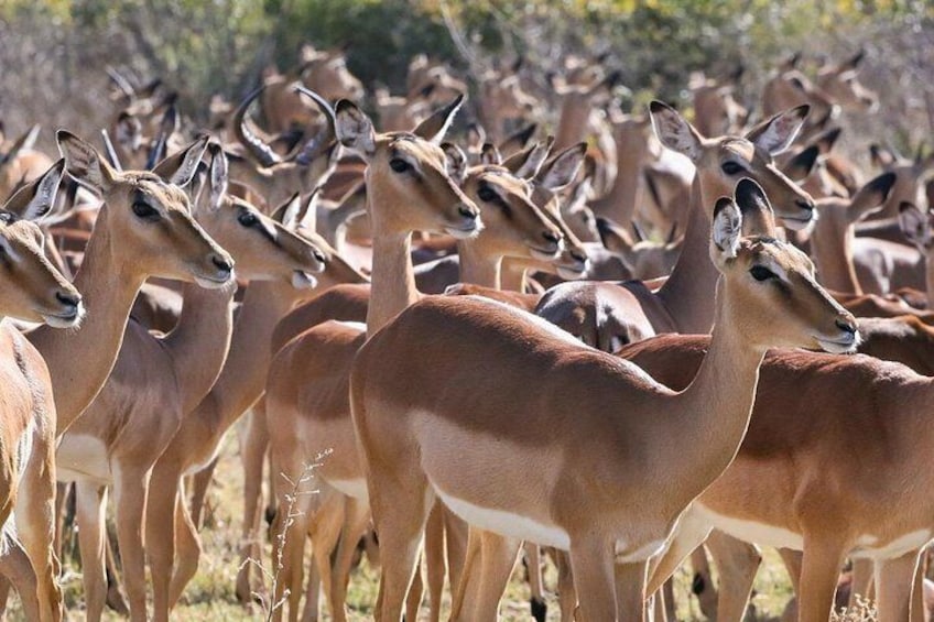 2 Nights 3 Days Chobe Safari ex Livingstone/ Victoria Falls 4