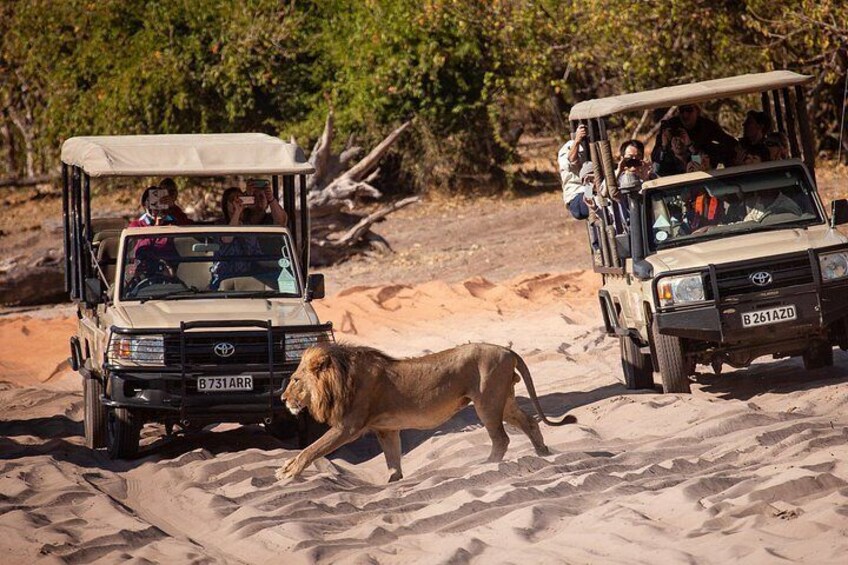 2 Nights 3 Days Chobe Safari ex Livingstone/ Victoria Falls 5