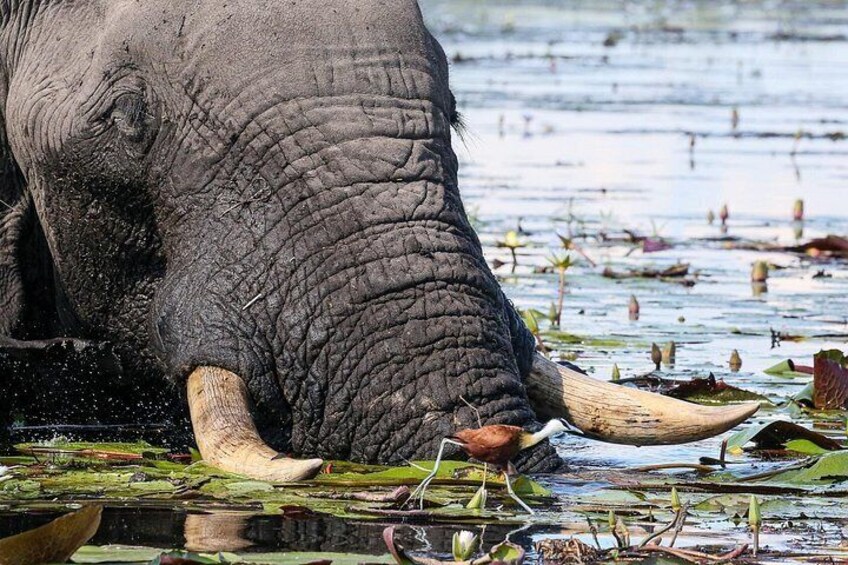 2 Nights 3 Days Chobe Safari ex Livingstone/ Victoria Falls 3