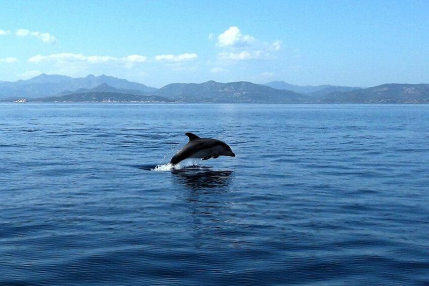 Tour to Figarolo Island with the possibility to observe dolphins 1