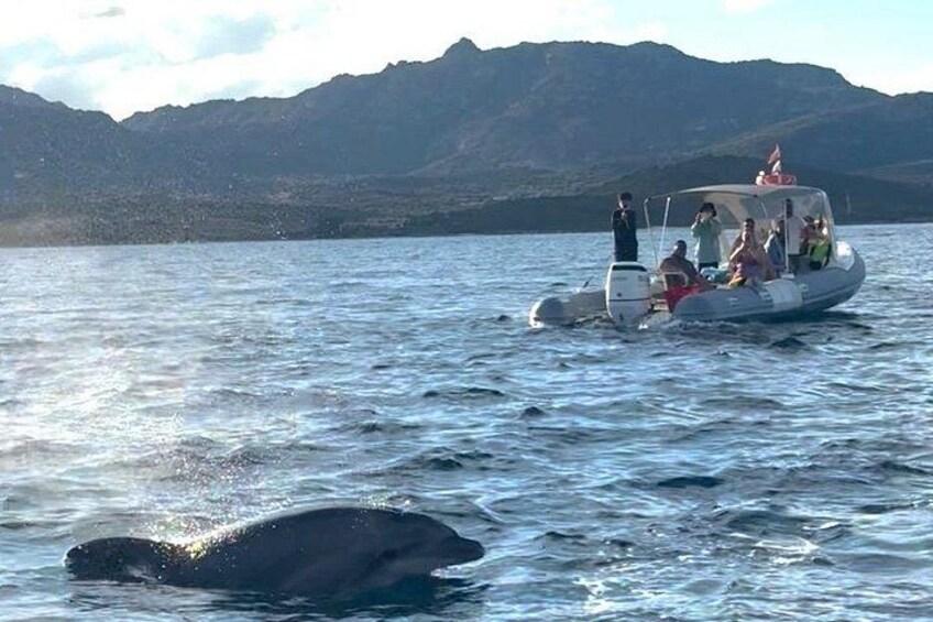 Tour to Figarolo Island with the possibility to observe dolphins 2