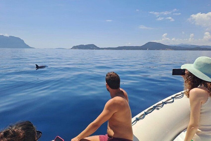 Dolphin watching 4