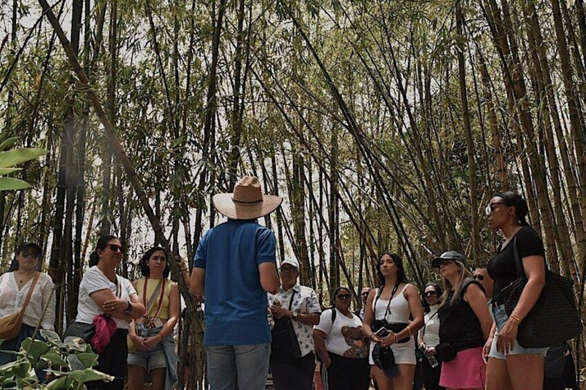 Un grupo de personas de pie en un bosque de bambú. 3