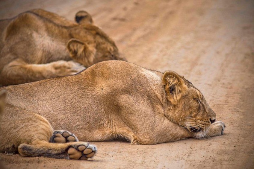 A lion lying down on a dirt path. 1
