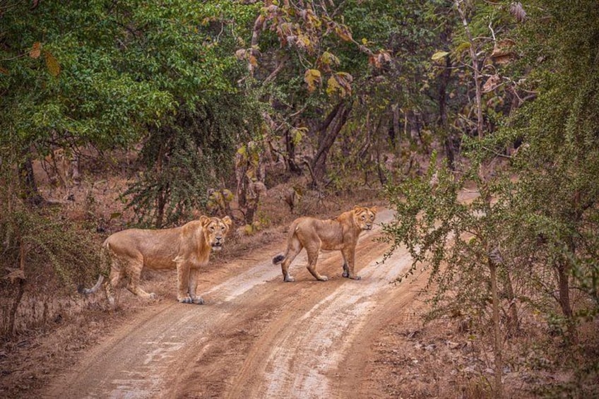 A dirt road with lions walking. 1
