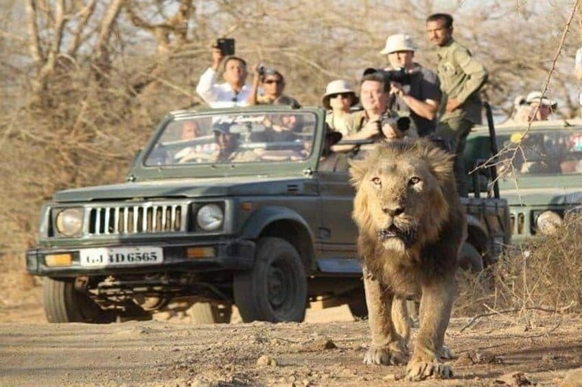 A lion walking on a dirt road with a vehicle and people in the background. 3