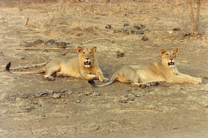 Two lions lying on a dry, rocky terrain with sparse vegetation. 5