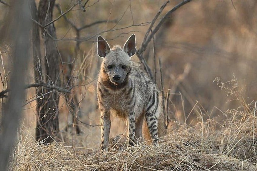 A hyena in a dry grassland with sparse trees. 4