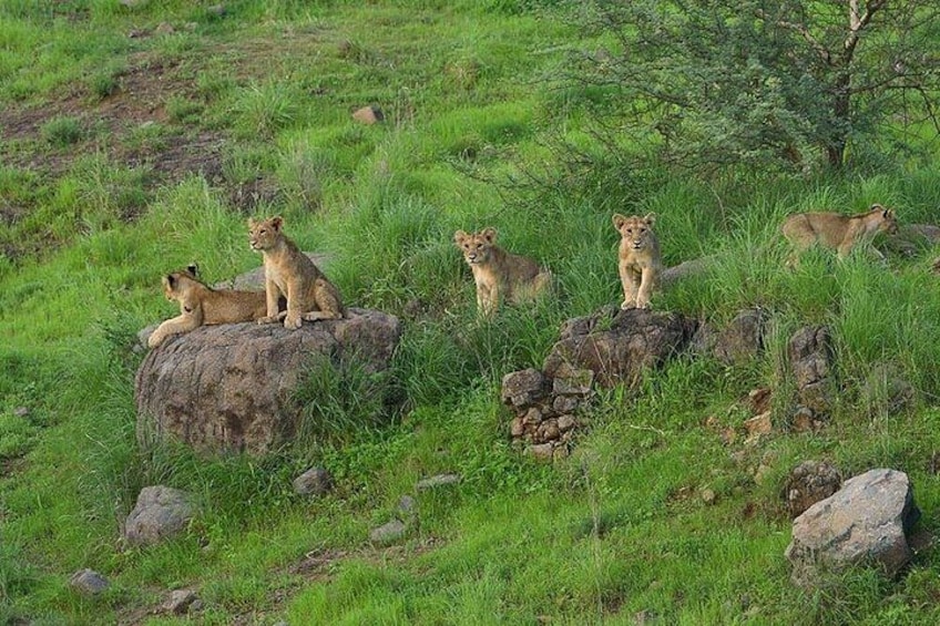 Four lions on rocks in a grassy savanna. 2