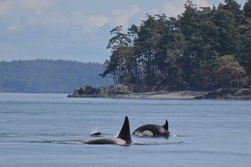 Orcas swimming in a body of water with a forested shoreline in the background. 2