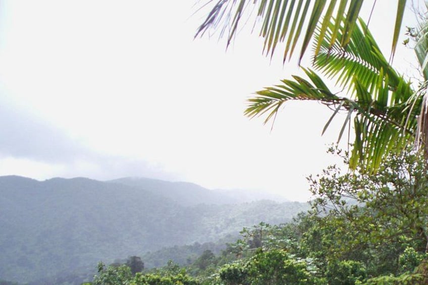 A mountainous landscape with dense greenery and a palm tree in the foreground. 3