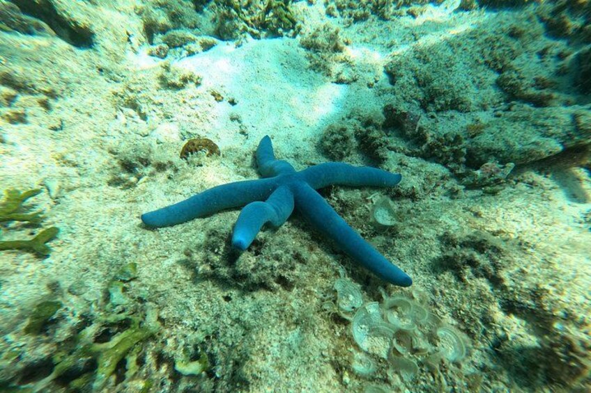 North Okinawa: Private Kayak & Snorkel Adventure 3