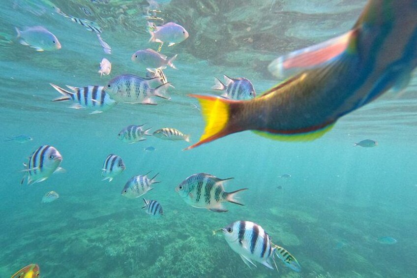 North Okinawa: Private Kayak & Snorkel Adventure 2