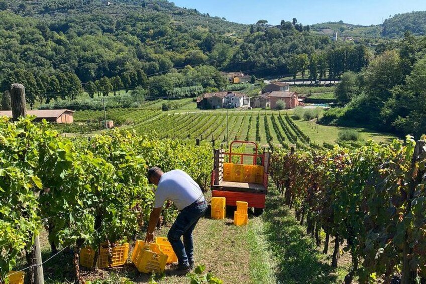 A vineyard with rows of grapevines, a person harvesting grapes, and a tractor in the background. 4