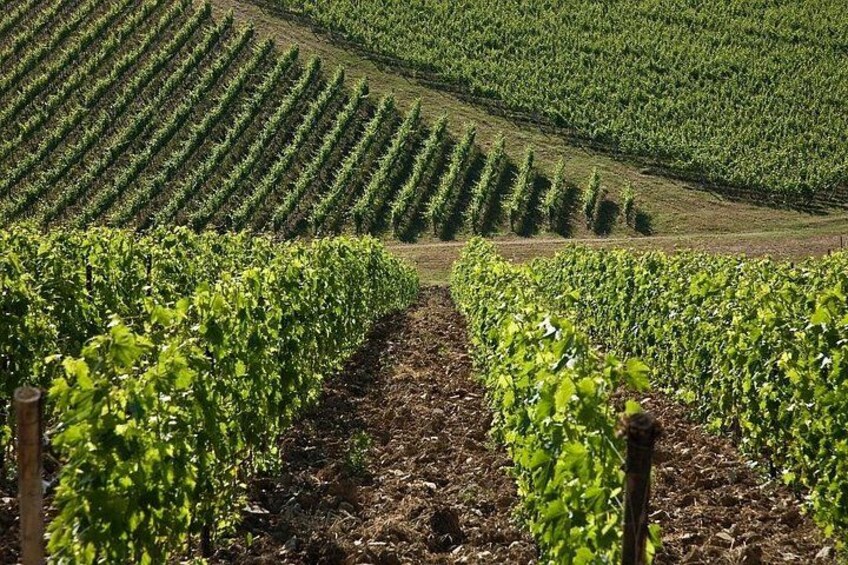 Organic Wine Tour&Tasting overlooking Chianti Classico Vineyards 3