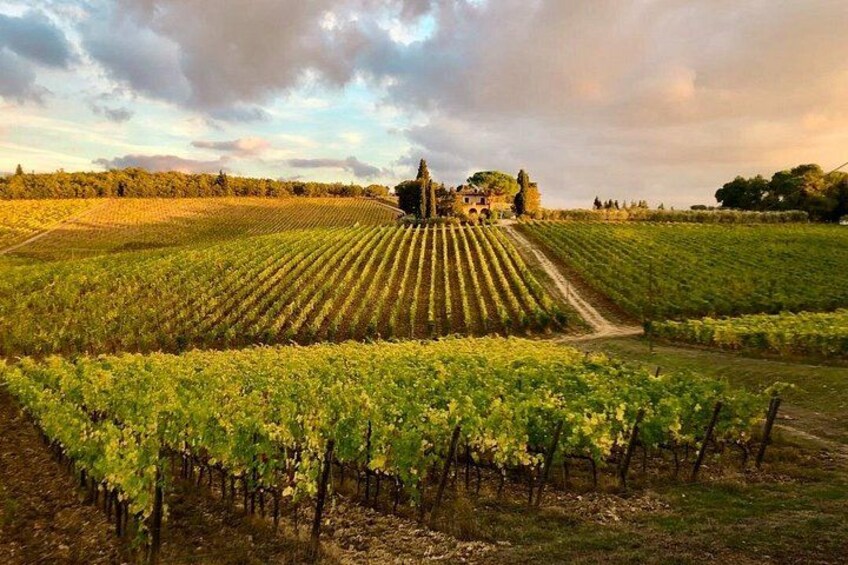 Organic Wine Tour&Tasting overlooking Chianti Classico Vineyards 3