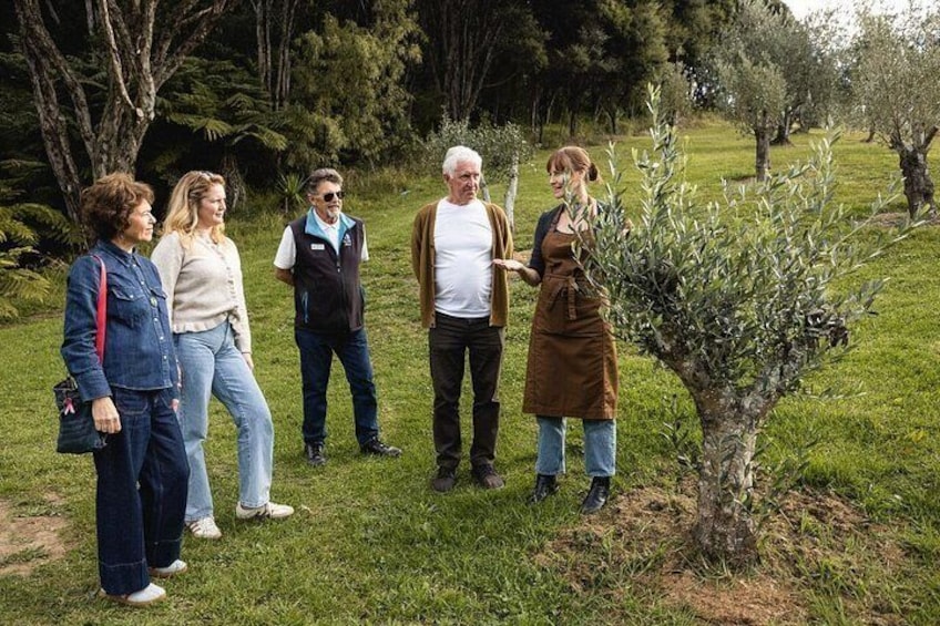 Un grupo de personas de pie sobre césped, con árboles y un árbol pequeño en primer plano. 1