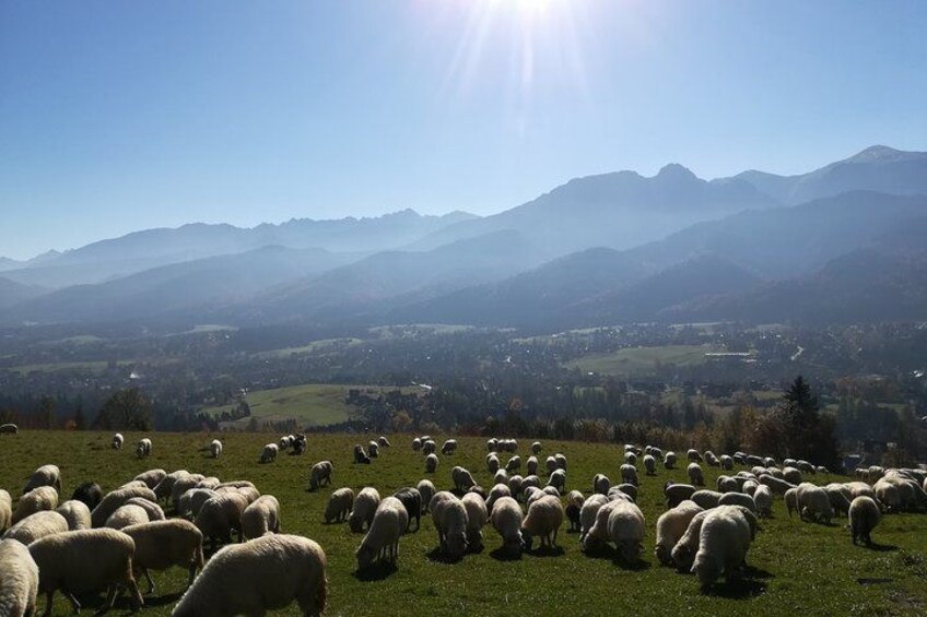 From Krakow: Zakopane, Tatra Mountains & Gubałówka Day Trip 2