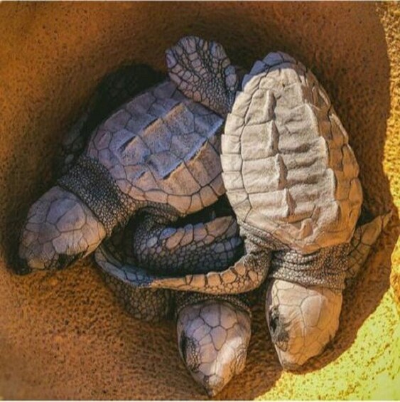 A sea turtle in a sandy environment. 4