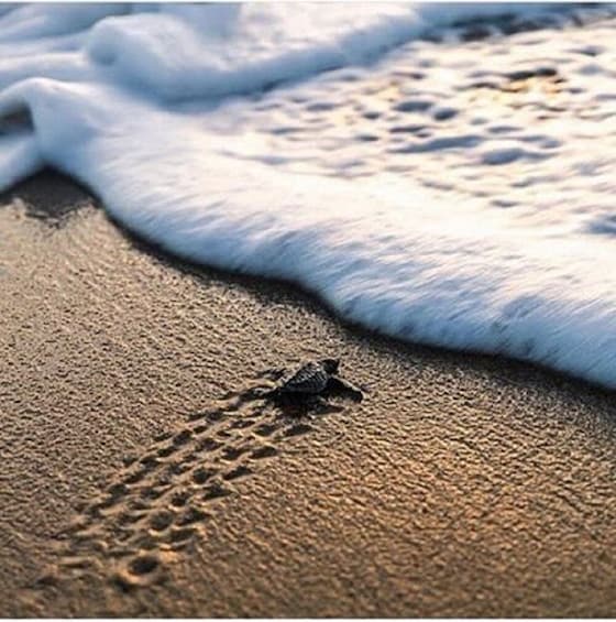 A turtle on a sandy beach with ocean waves approaching. 5